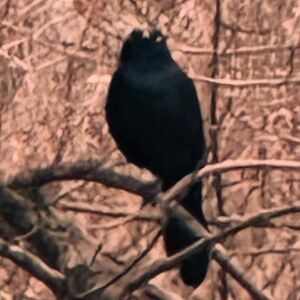 Prices are lowered & discounted shipping! Bundle to save!